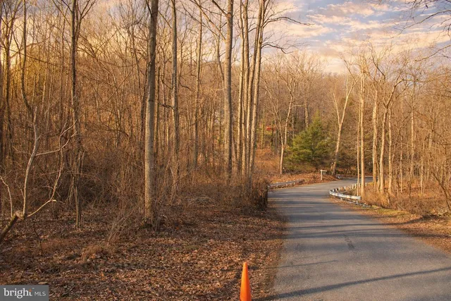 a close up of a tree