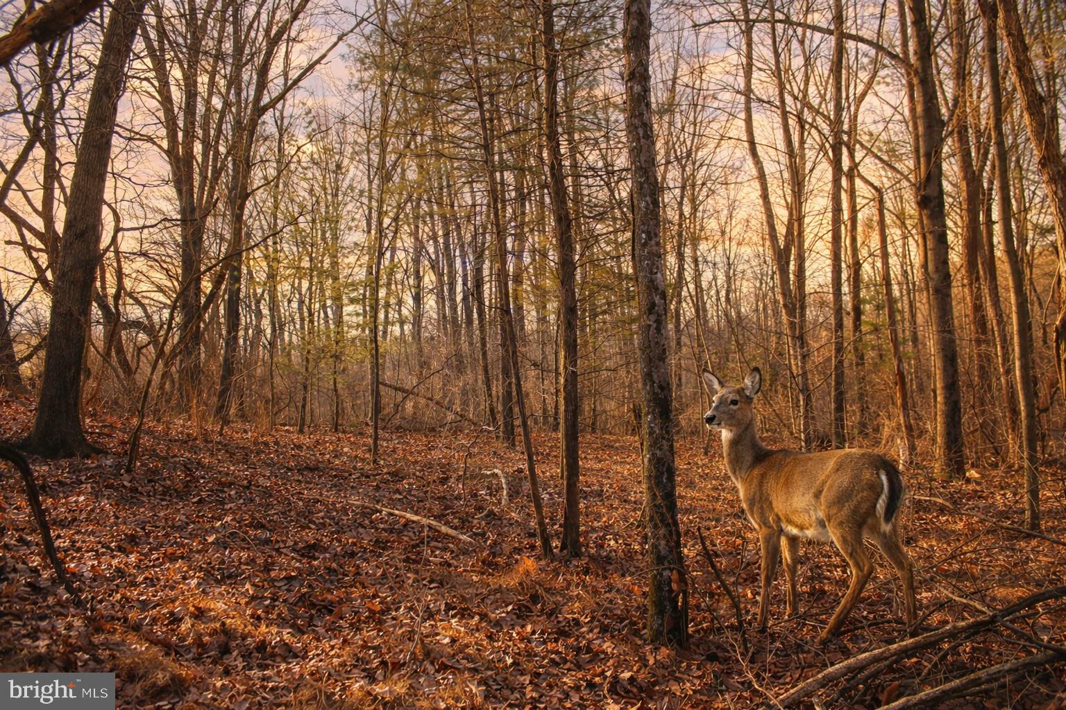 0 Kridlers Schoolhouse Road Manchester, MD 21102 - Photo 20 of 23