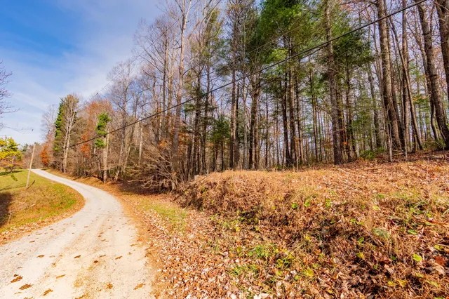 a view of a yard with trees