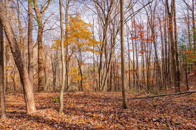 a backyard of a house with lots of tall trees