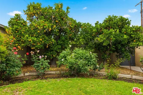 a yard with a tree
