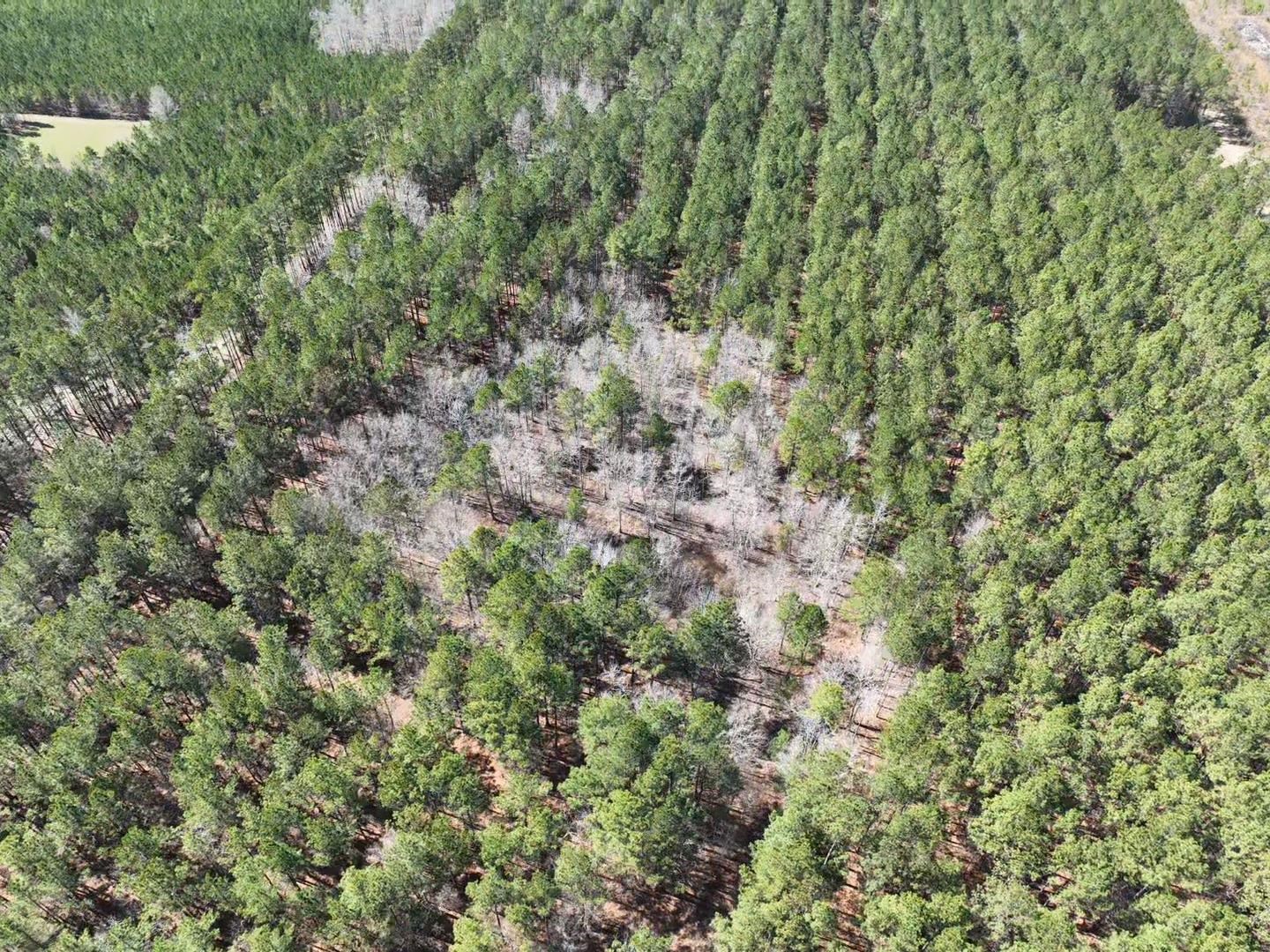 Tbd Rocky Ford Road Salters, SC 29590 - Photo 13 of 13 Gallery Image 13