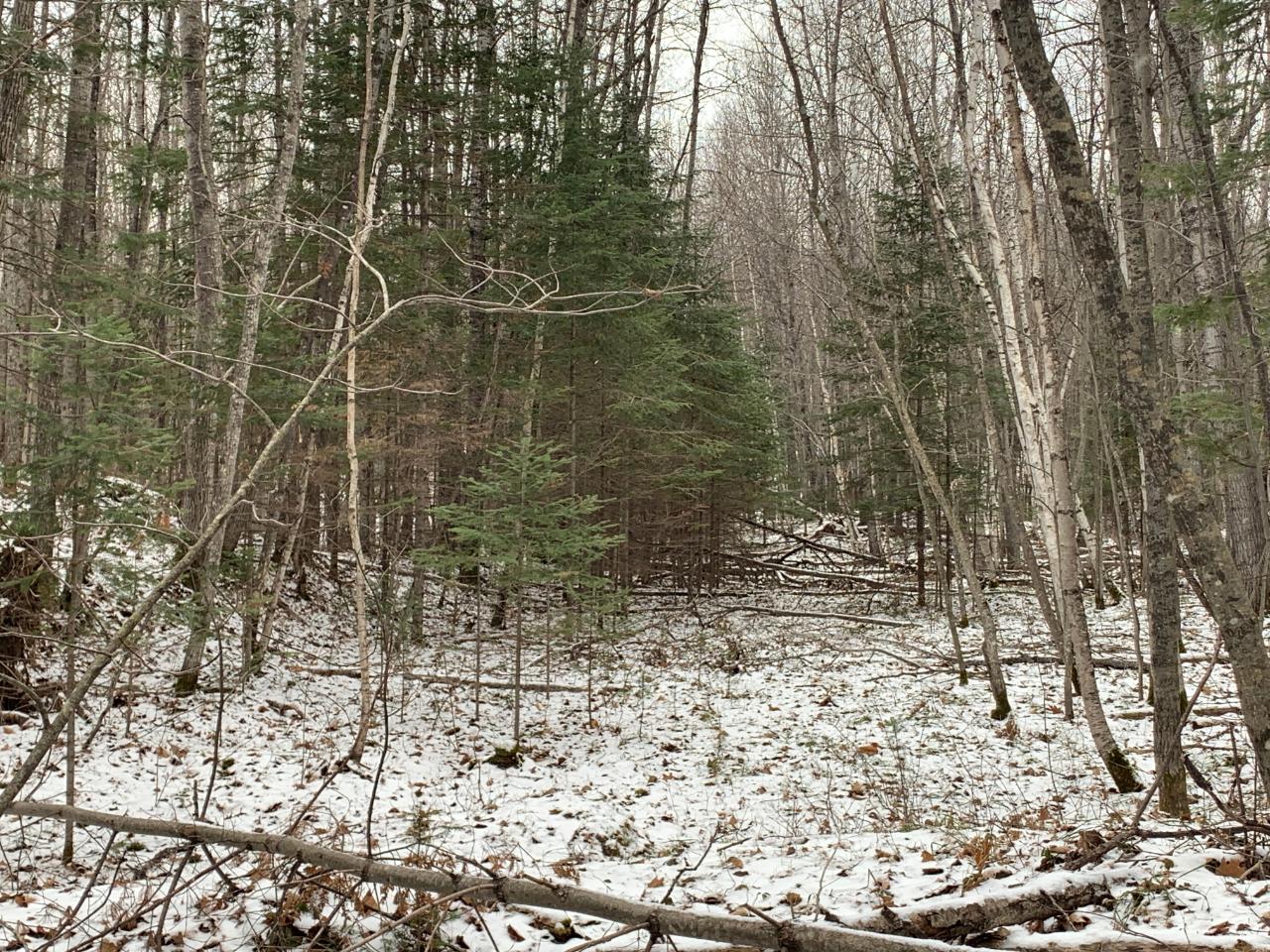 Off Sutton Road Minocqua, WI 54548 - Photo 9 of 19 Gallery Image 9