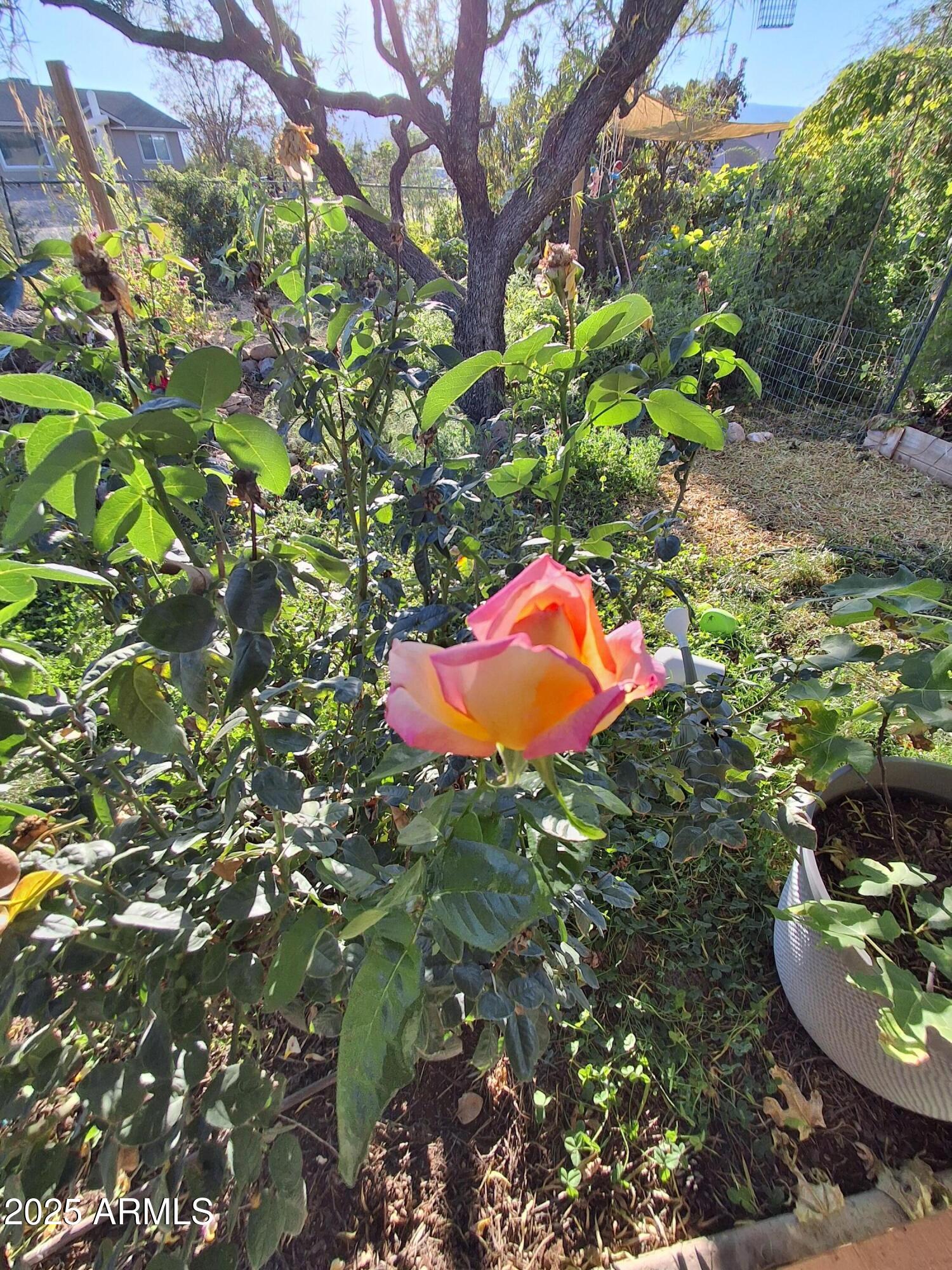 4020 East Creek View Drive Camp Verde, AZ 86322 - Photo 5 of 10 a backyard of a house with lots of green space