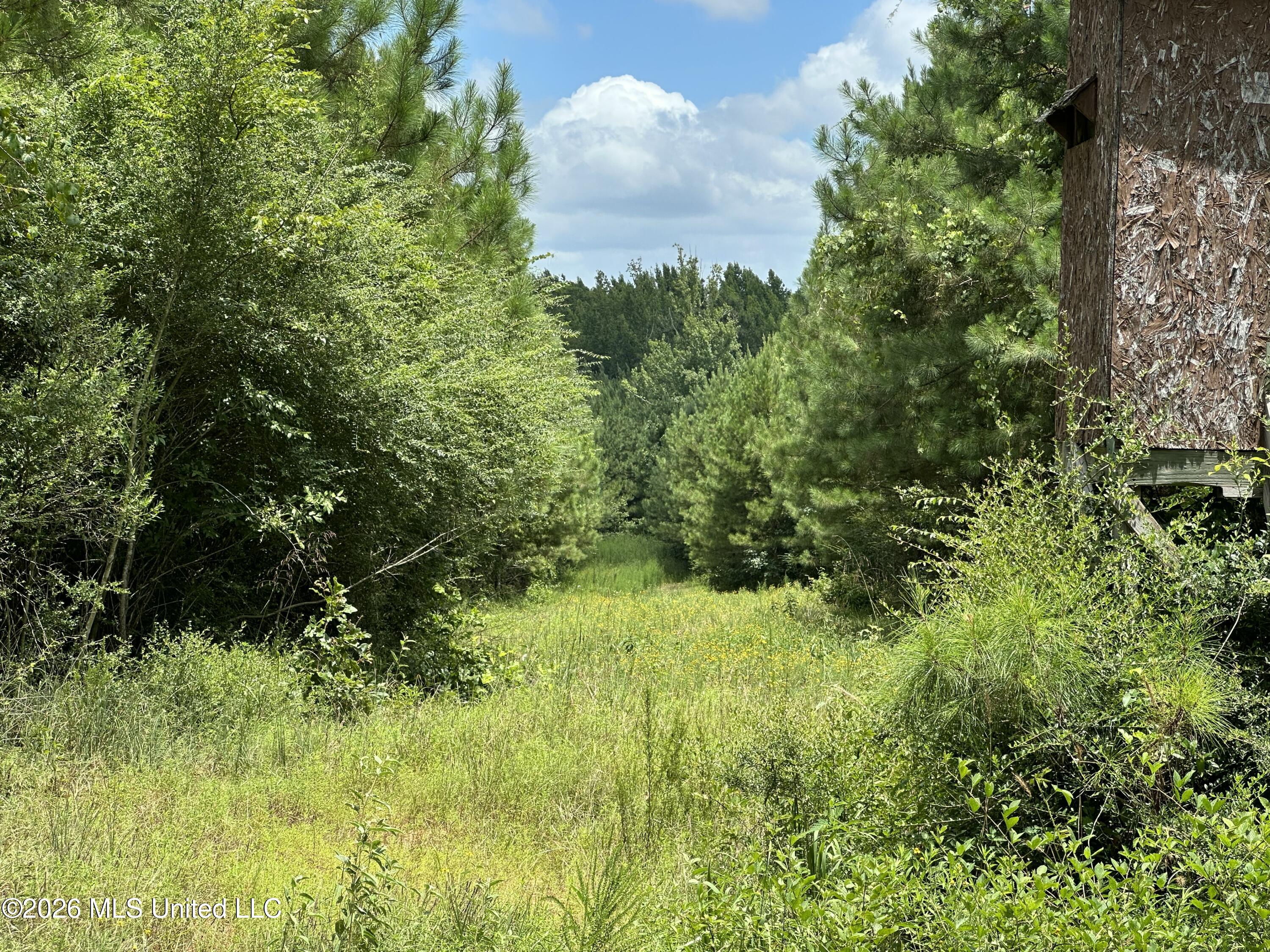Smith County Road Pulaski, MS 39152 - Photo 21 of 47 IMG_7008