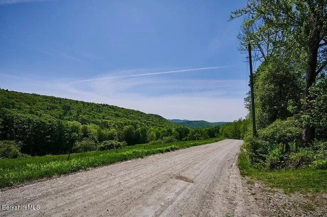 a view of a forest with a tree