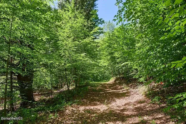 a view of a lush green forest