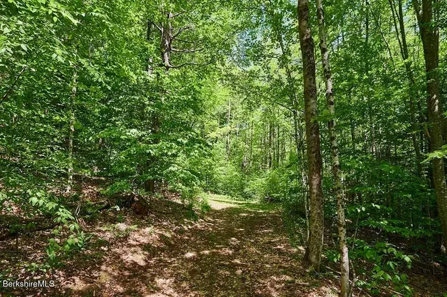 a view of a forest filled with trees
