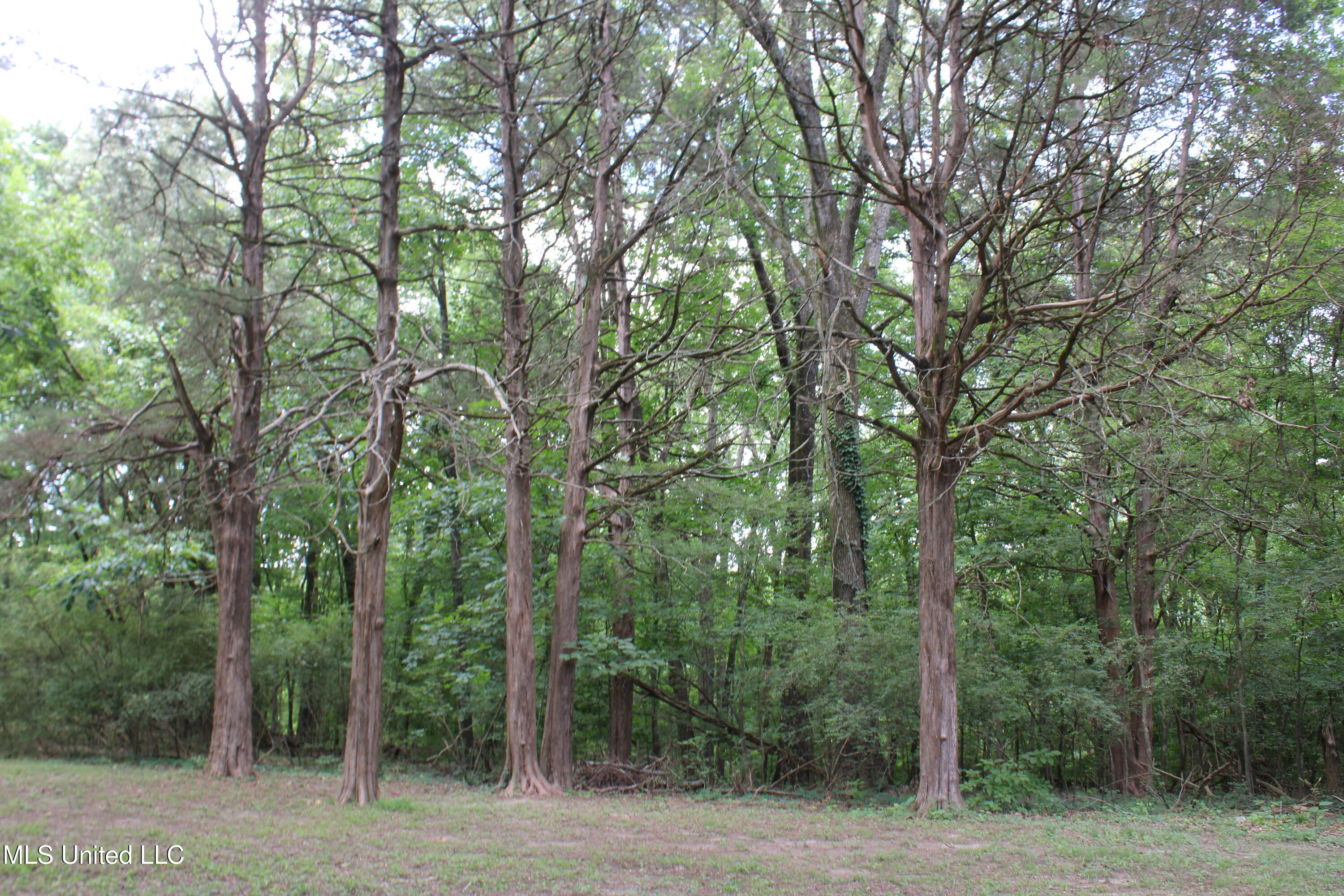 8654 Goodman Road Olive Branch, MS 38654 - Photo 7 of 23 IMG_6310
