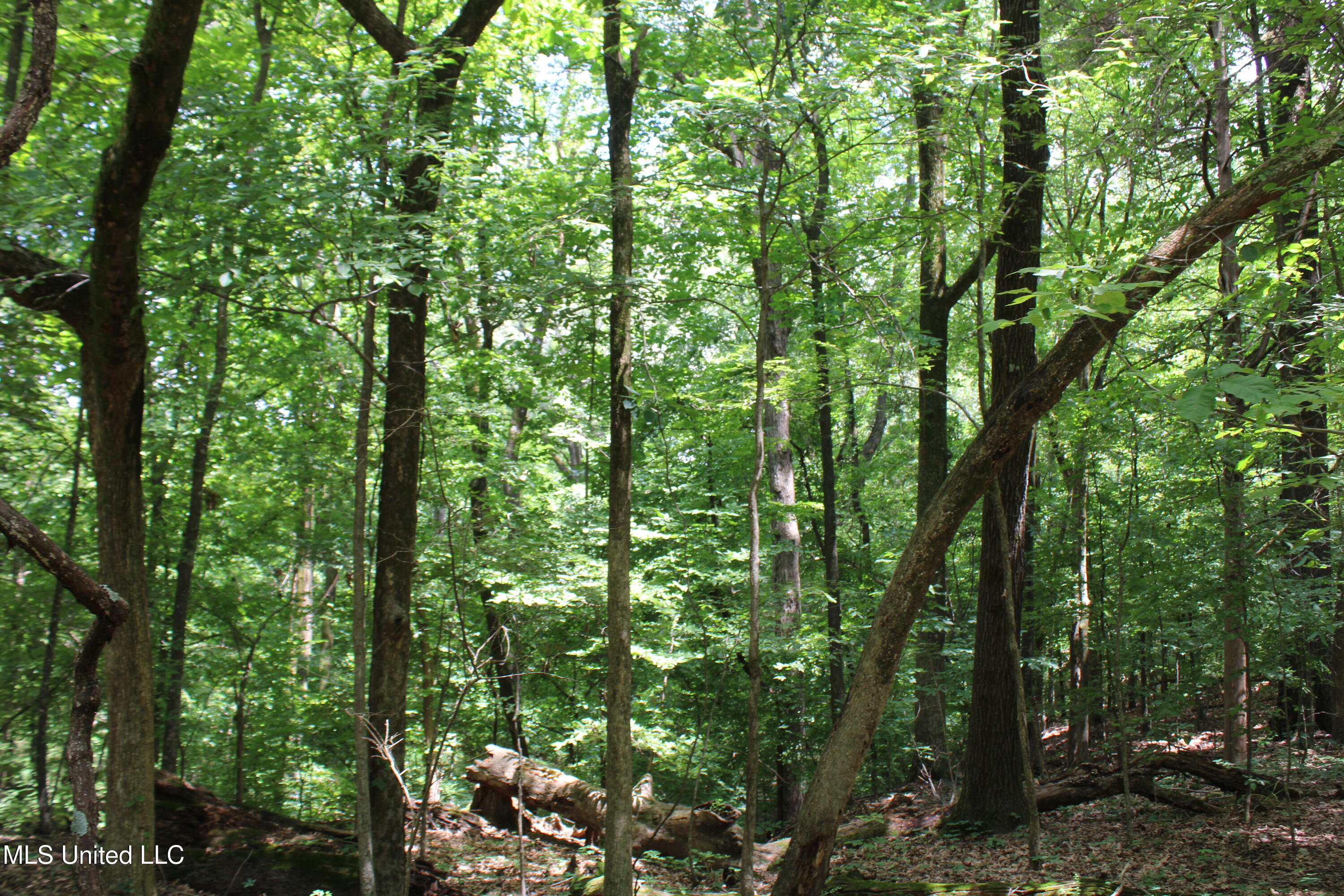 8654 Goodman Road Olive Branch, MS 38654 - Photo 8 of 23 IMG_6311