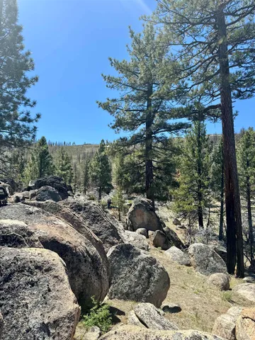 a view of a forest filled with trees