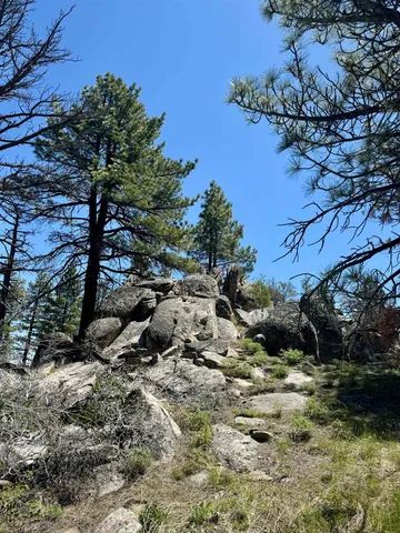 a view of a tree in a yard