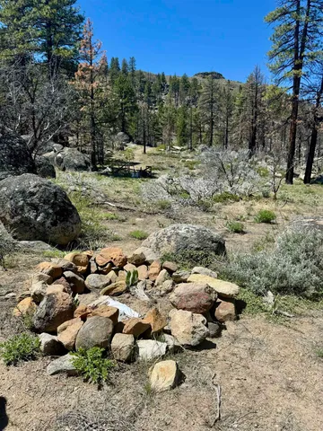 a view of a forest with trees