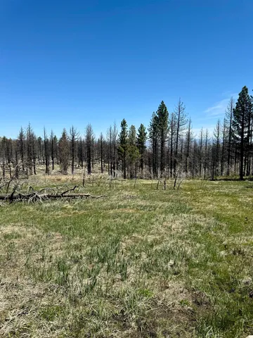 a view of outdoor space with trees all around
