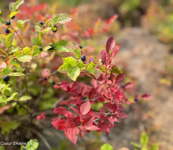 $1,800,000 | 227 Crystal Springs Road, Unit 3, Sandpoint, ID 83864