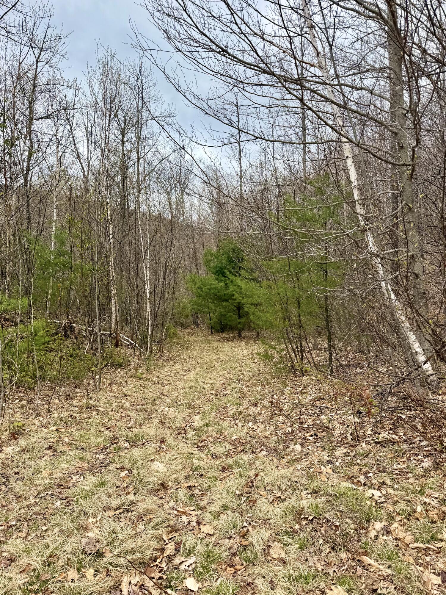 Lot 2 Mooseley Ridge Road Phillips, ME 04966 - Photo 19 of 24