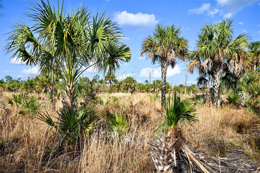 Black Burn Road Naples, FL 34117 - Photo 27 of 39 Gallery Image 27