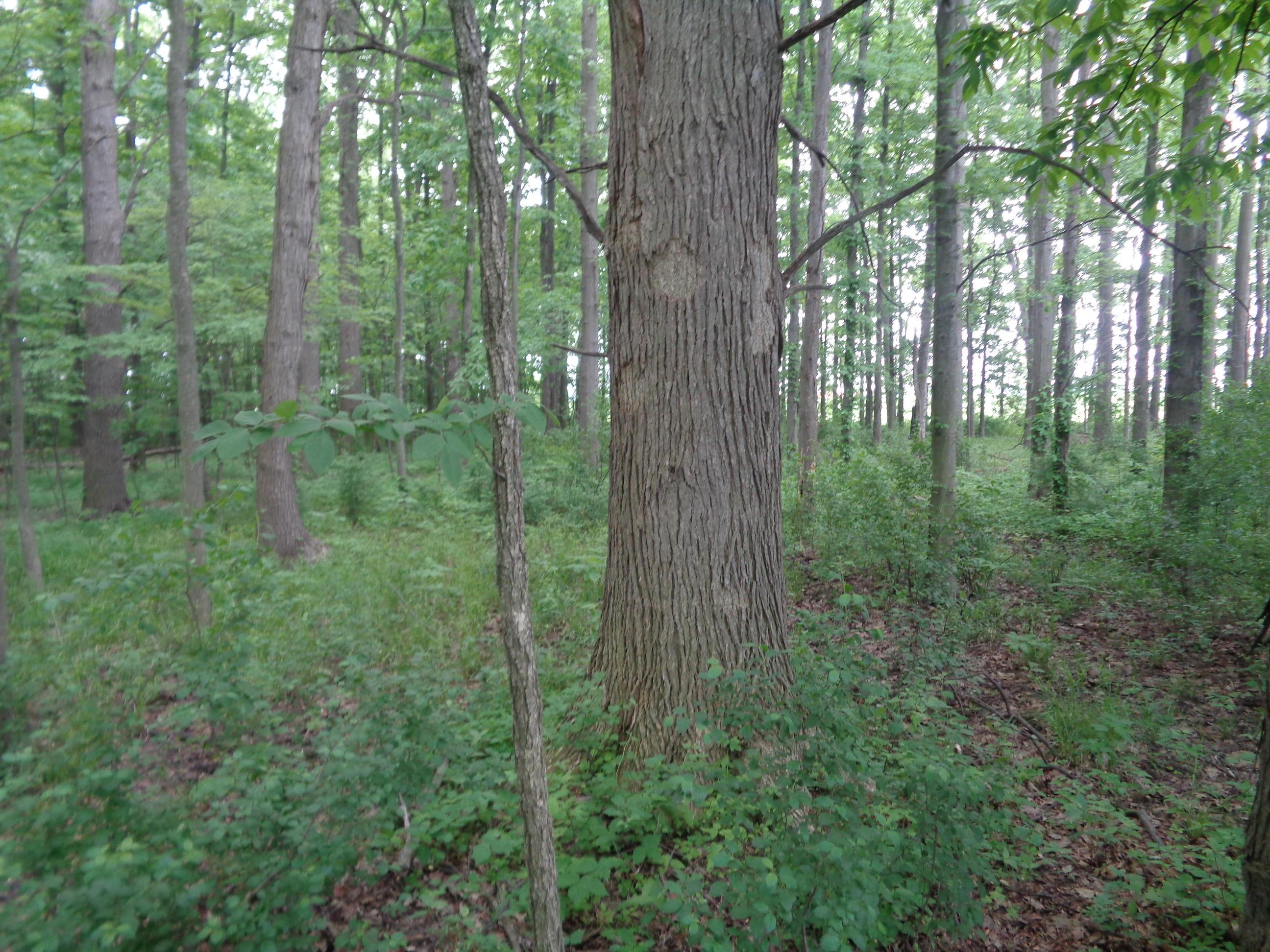 0 South R 58 Amherst, OH 44001 - Photo 9 of 13 Gallery Image 9