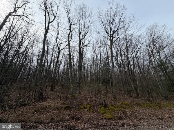 a view of backyard with green space