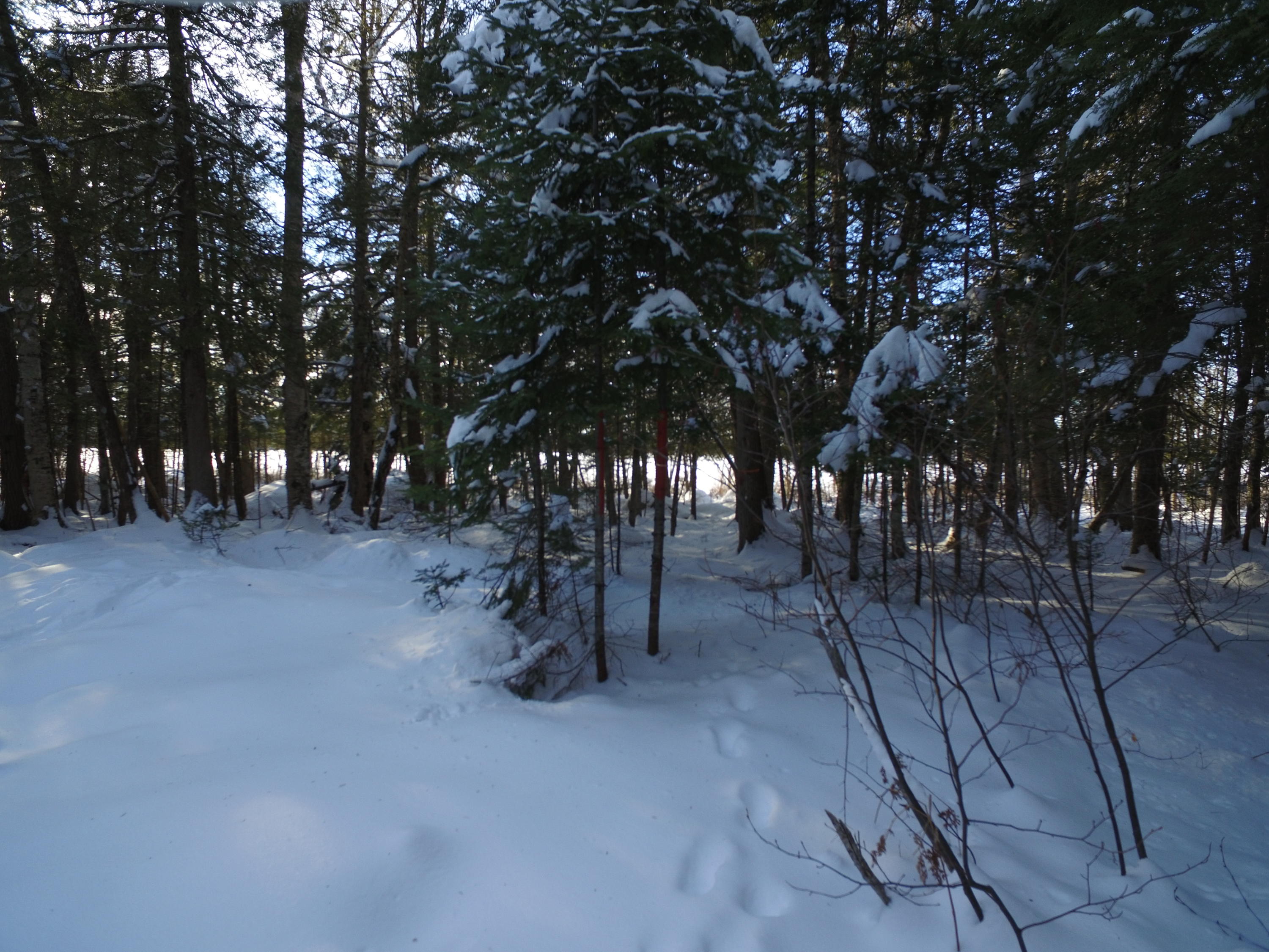 Off Off Saponac Pond Road Burlington, ME 04417 - Photo 9 of 19 DJI_0040