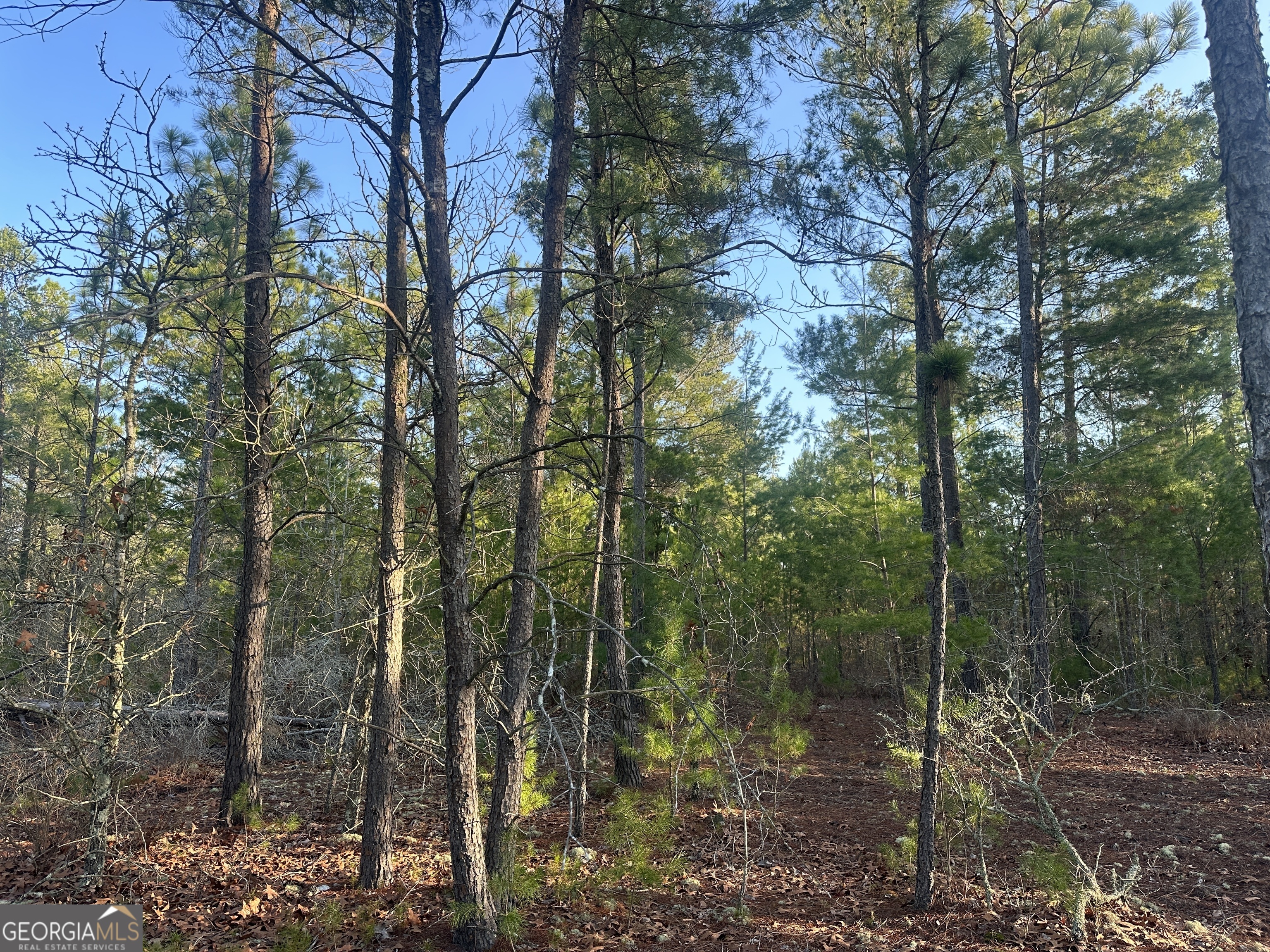 4.78-acres Horne Road Roberta, GA 31078 - Photo 1 of 1 a view of a forest with trees