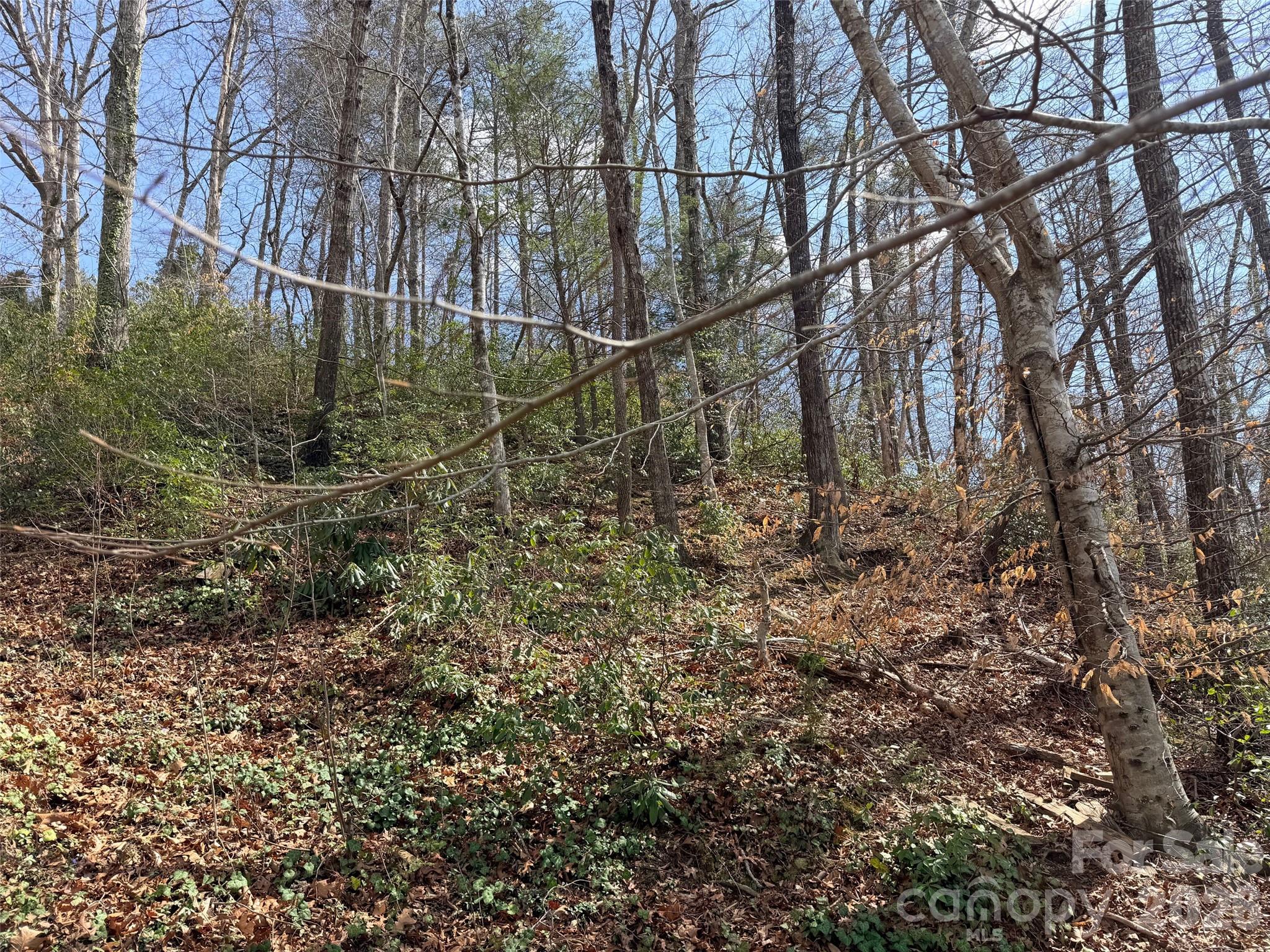0 Buffalo Creek Road Lake Lure, NC 28746 - Photo 10 of 33 a view of a yard with large trees