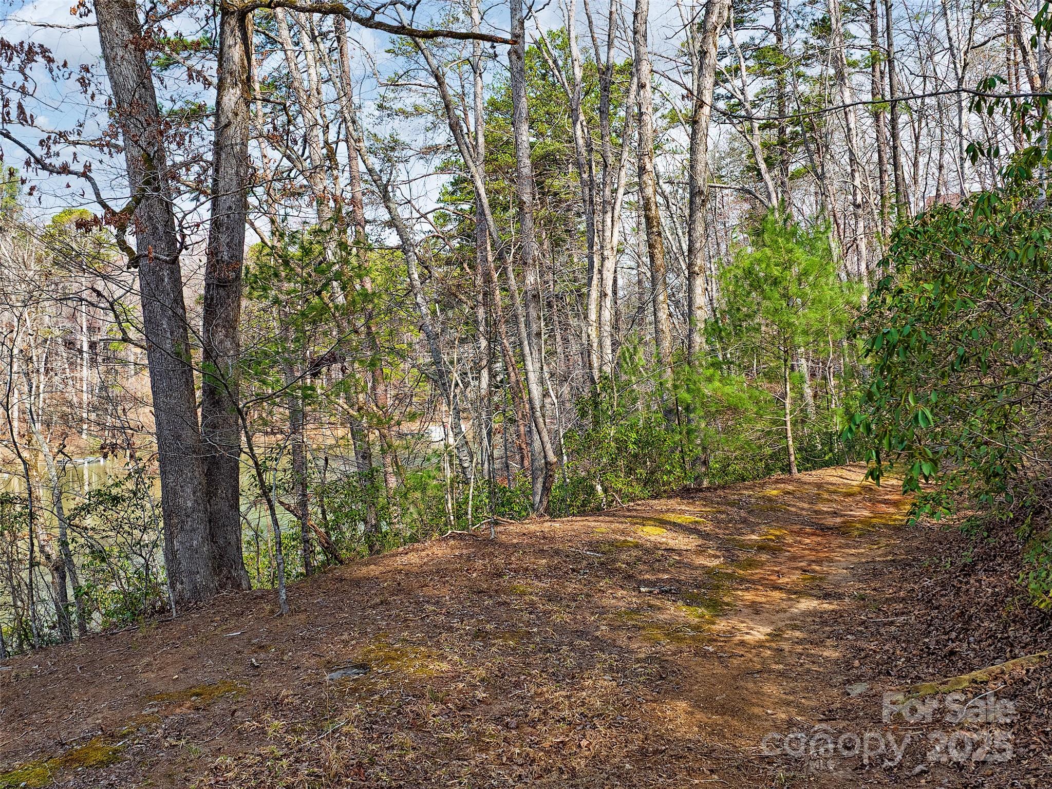 Lot 27 South Cove Rd Mill Spring Mill Spring, NC 28756 - Photo 5 of 20 a view of a yard with plants and trees