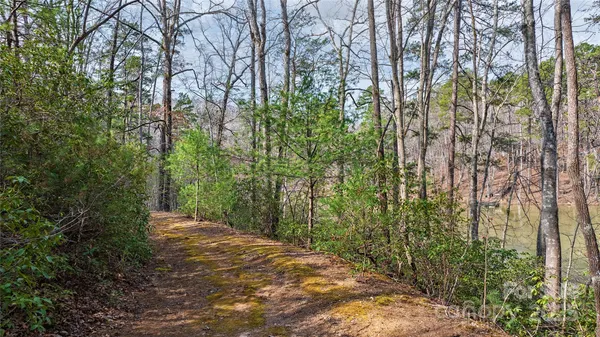 a view of a forest with trees
