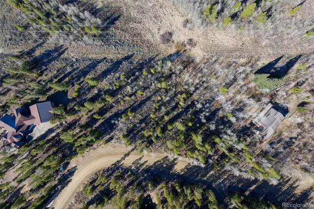 a view of a forest with a tree