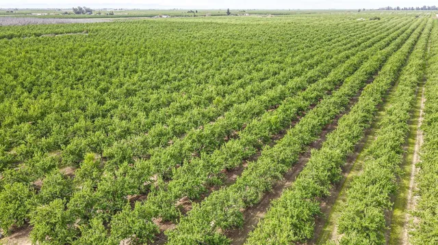 a view of a garden with a lake