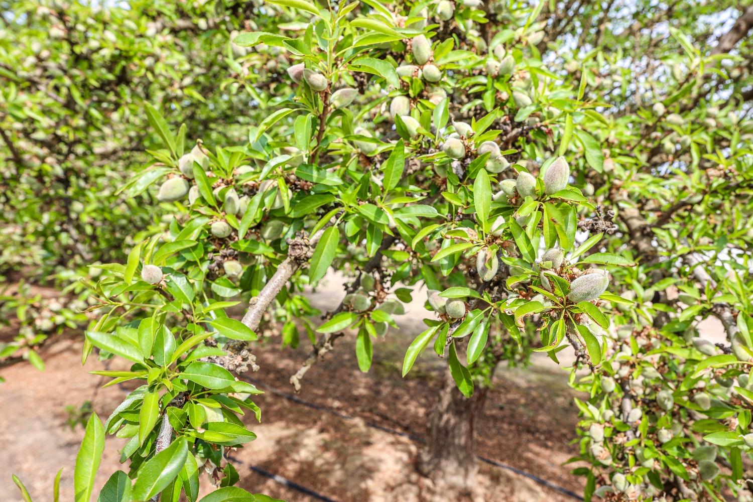 0 Road 29 Madera, CA 93637 - Photo 7 of 33 a backyard of a house with lots of plants