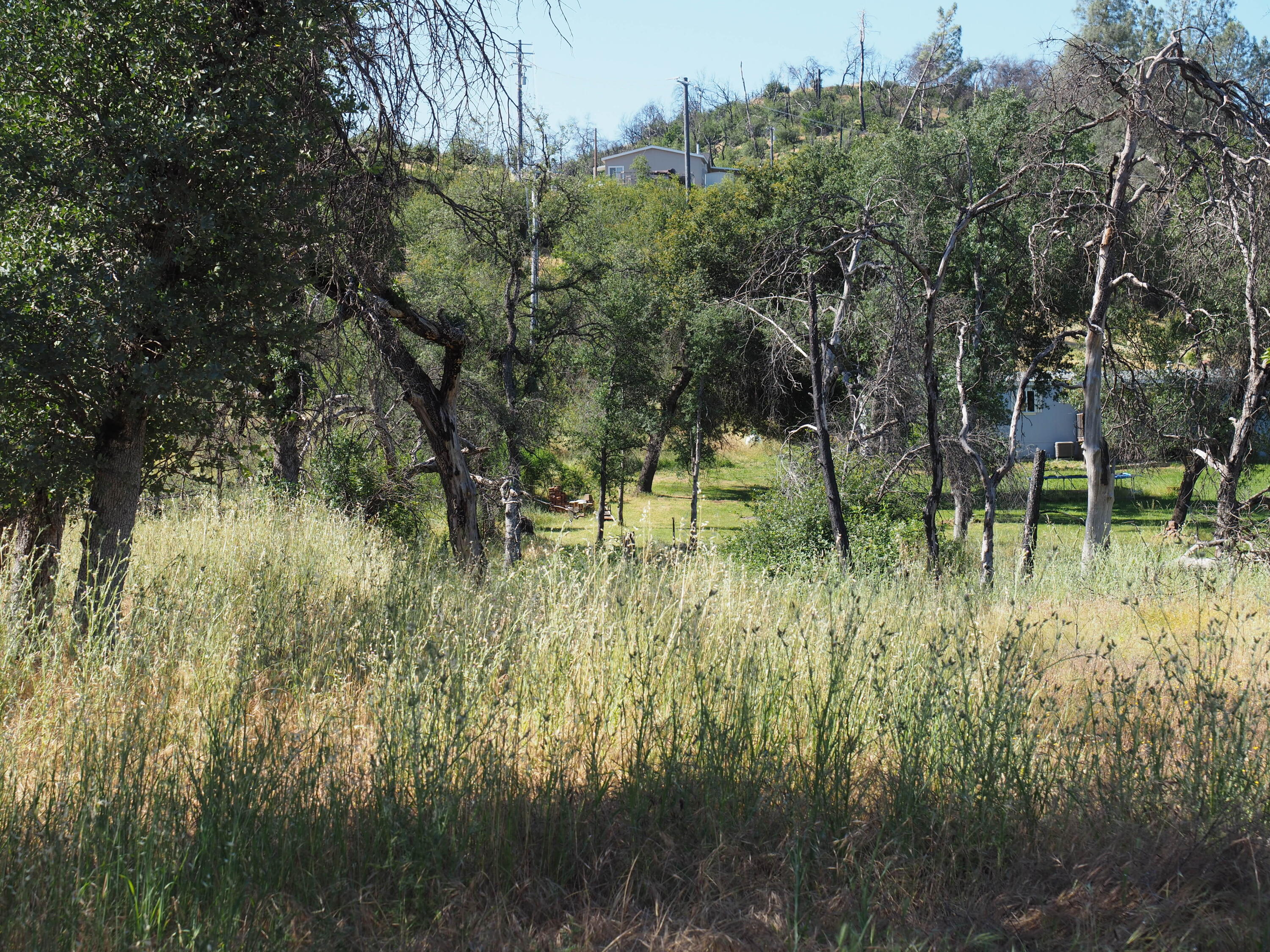 20103 Parocast Road Redding, CA 96003 - Photo 6 of 24 a view of a green yard