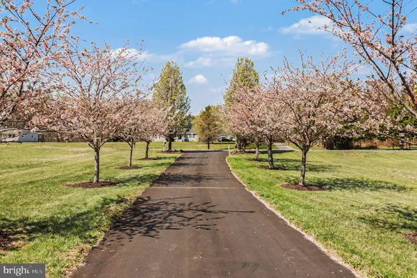 a view of a park with large trees