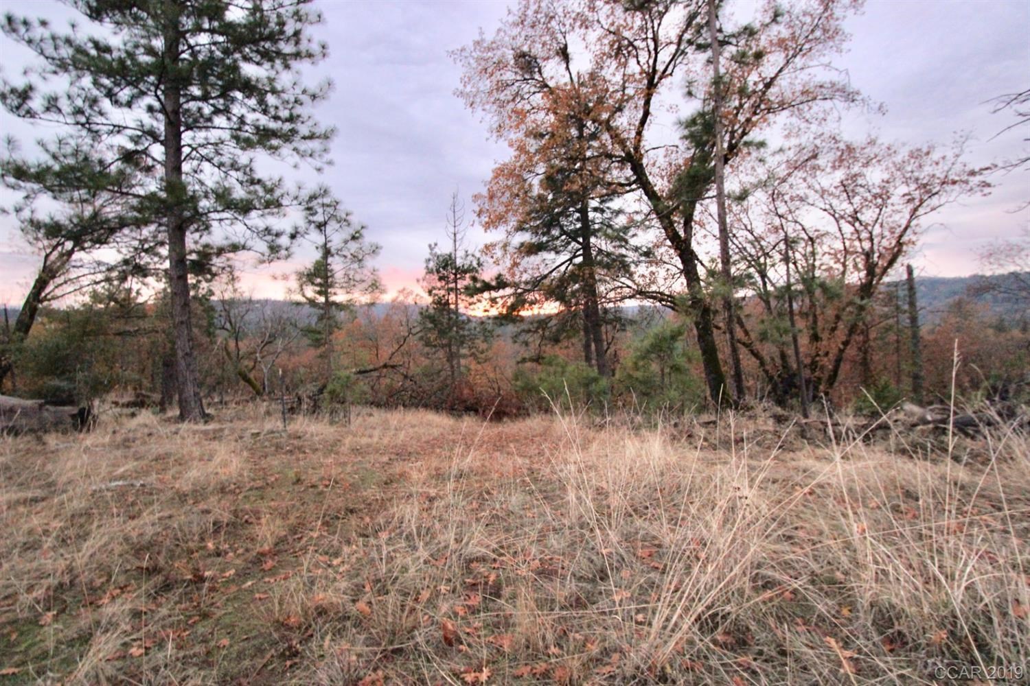 a view of a forest