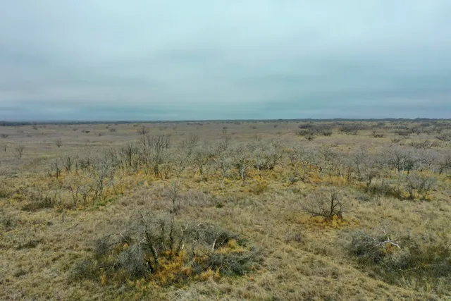 a view of a yard with trees and bushes
