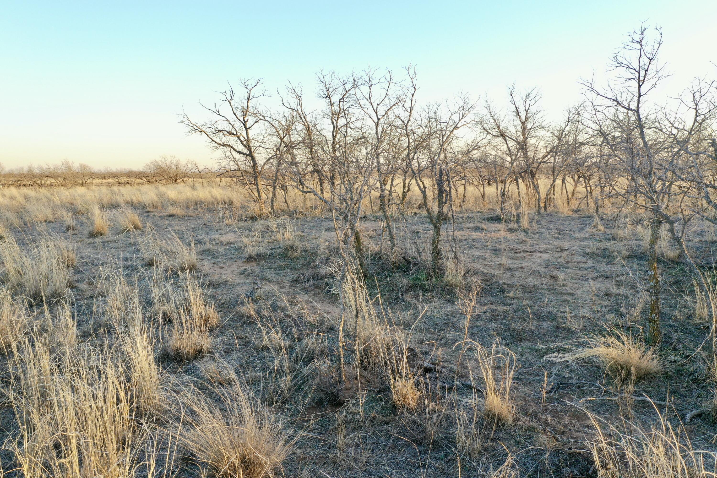 0 Us-70 Flomot, TX 79234 - Photo 24 of 42 a view of a yard with trees and bushes
