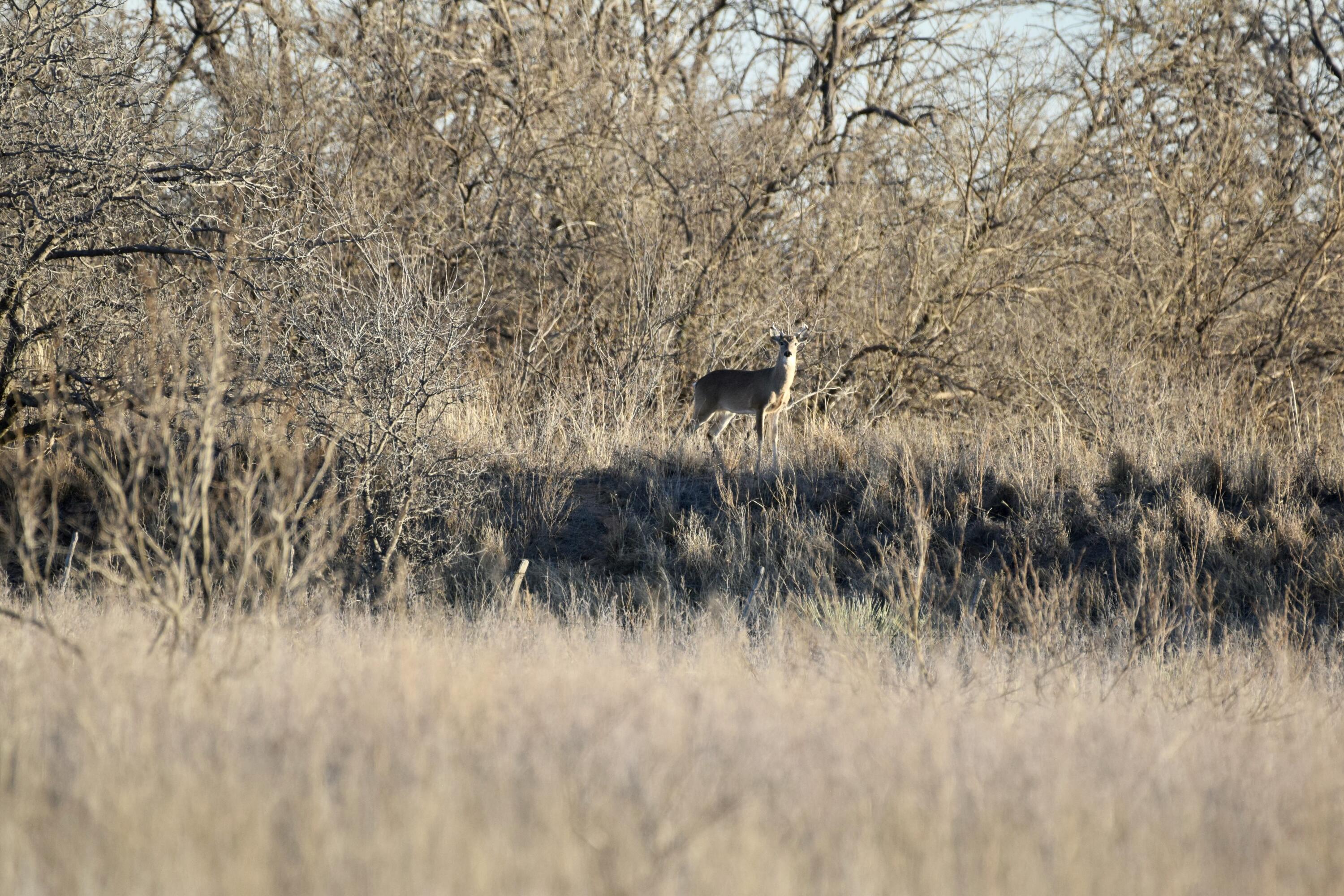 0 Us-70 Flomot, TX 79234 - Photo 31 of 42 a view of a yard