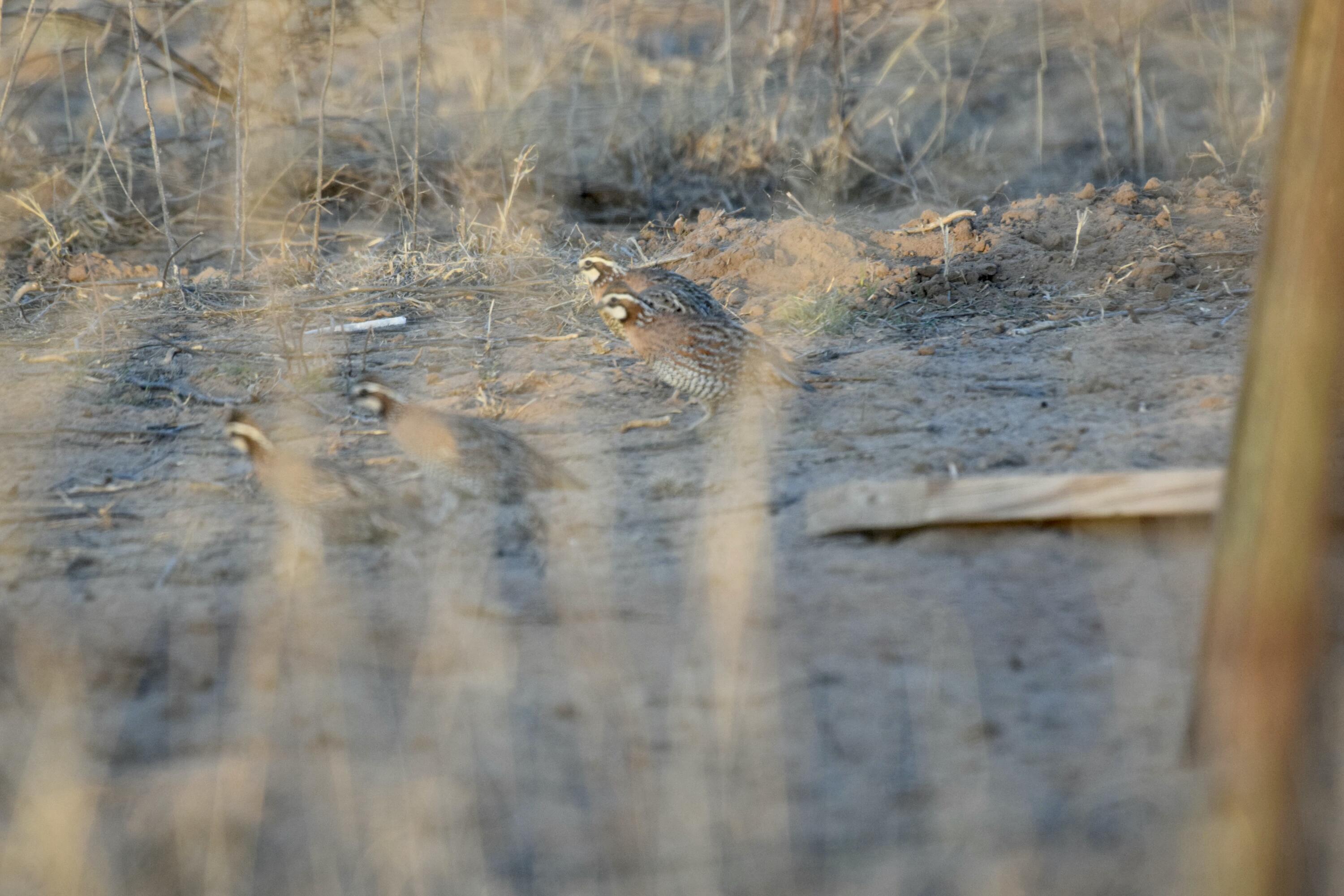0 Us-70 Flomot, TX 79234 - Photo 32 of 42 a view of a bathroom