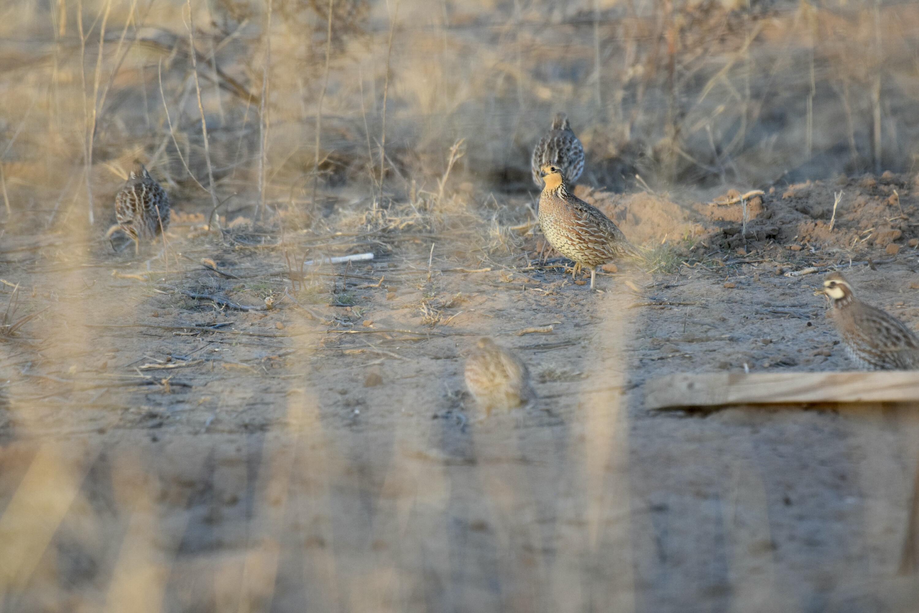 0 Us-70 Flomot, TX 79234 - Photo 33 of 42 a view of the yard of a building