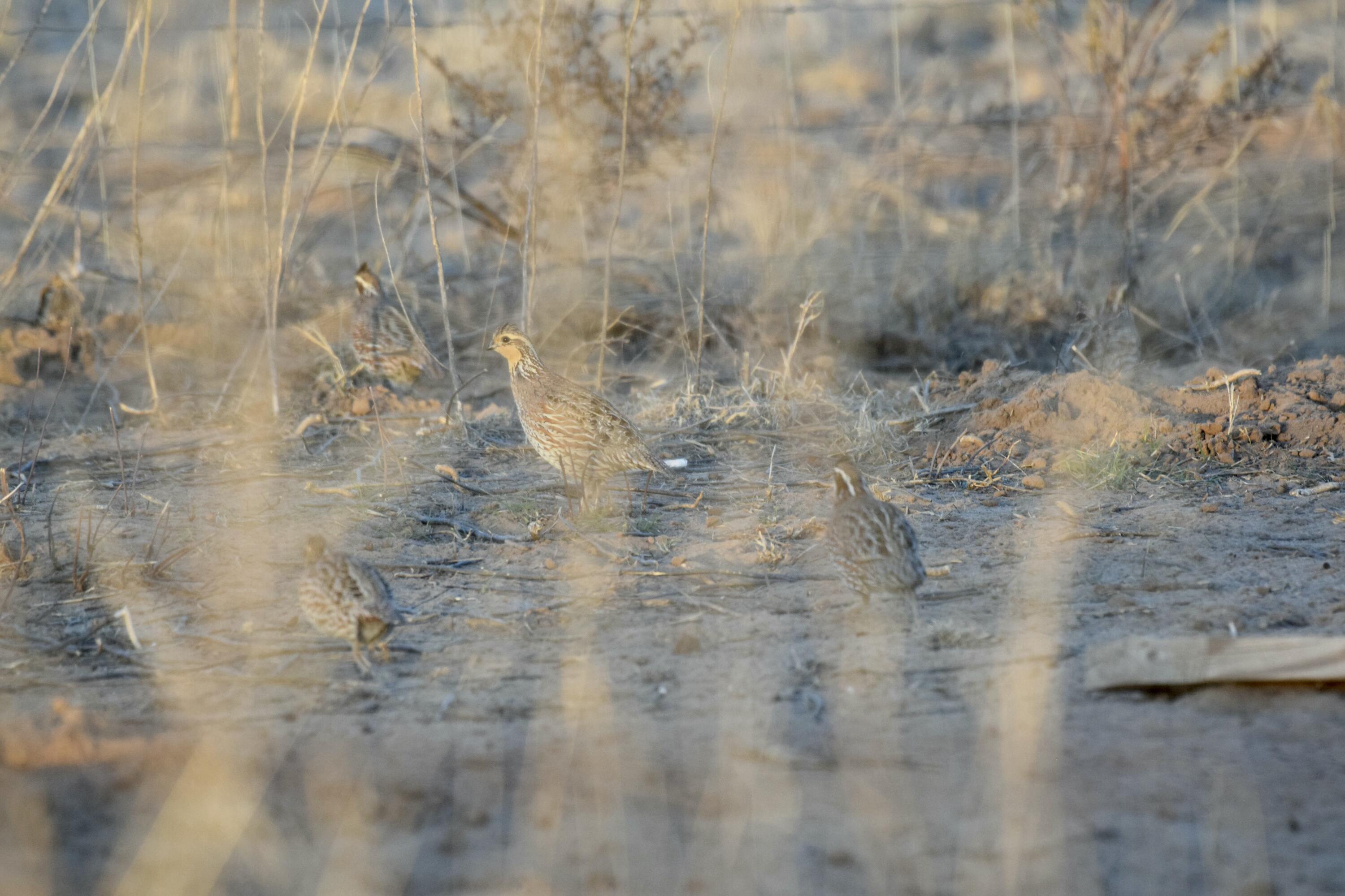0 Us-70 Flomot, TX 79234 - Photo 34 of 42