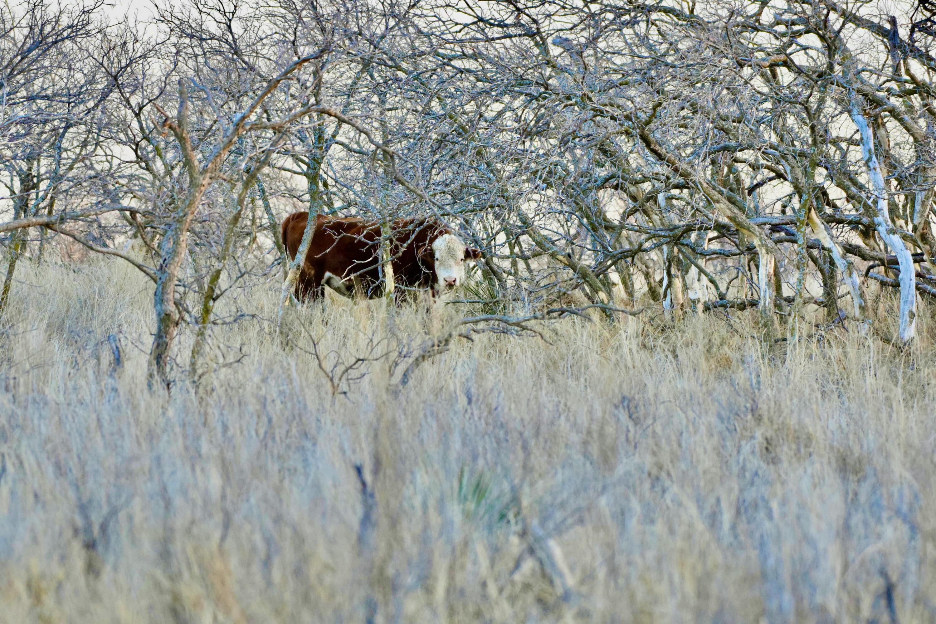 0 Us-70 Flomot, TX 79234 - Photo 35 of 42 a backyard of a house with table and chairs
