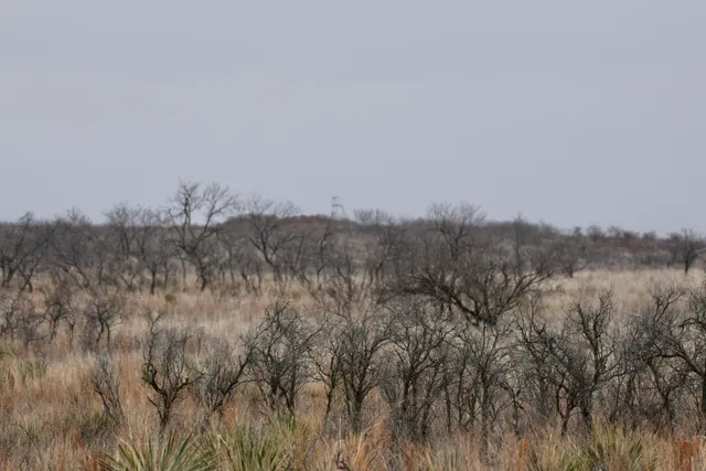 $1,446,200 | 0 Us-70, Flomot, TX 79234