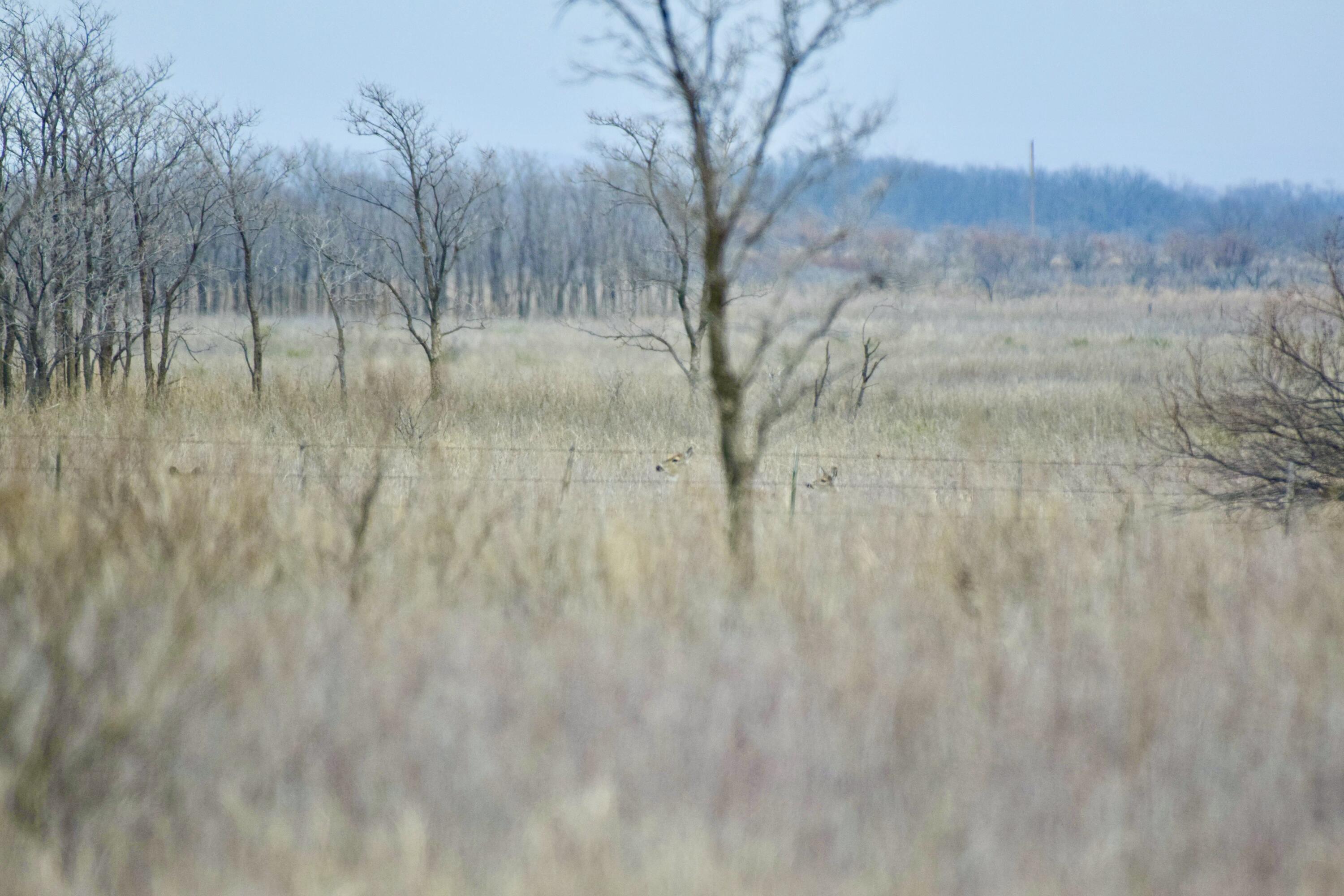 0 Us-70 Flomot, TX 79234 - Photo 37 of 42 a view of a yard