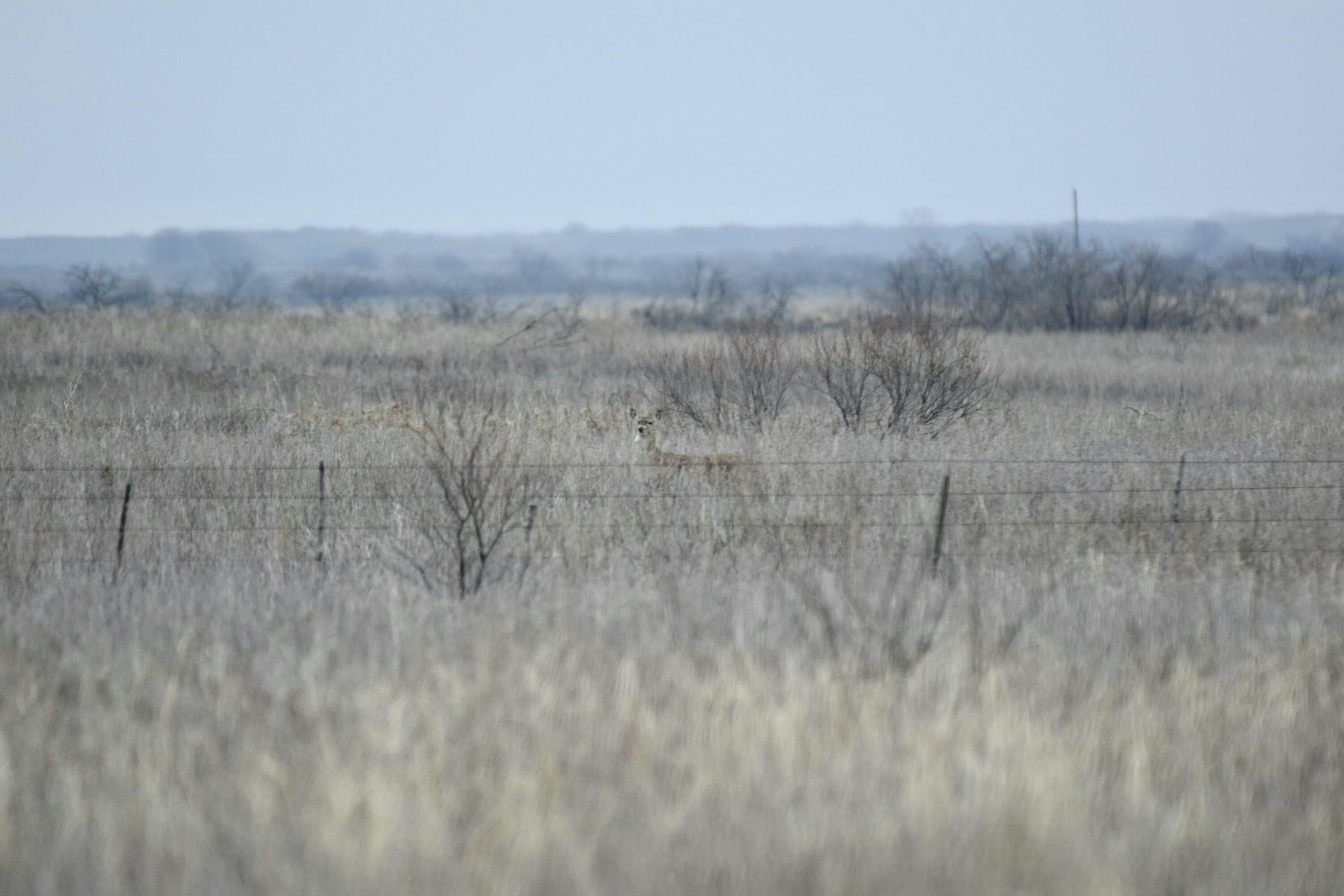 0 Us-70 Flomot, TX 79234 - Photo 38 of 42 a view of a dry field