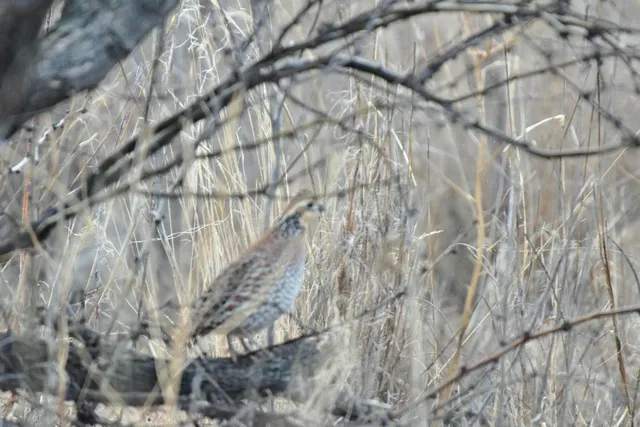 $1,446,200 | 0 Us-70, Flomot, TX 79234