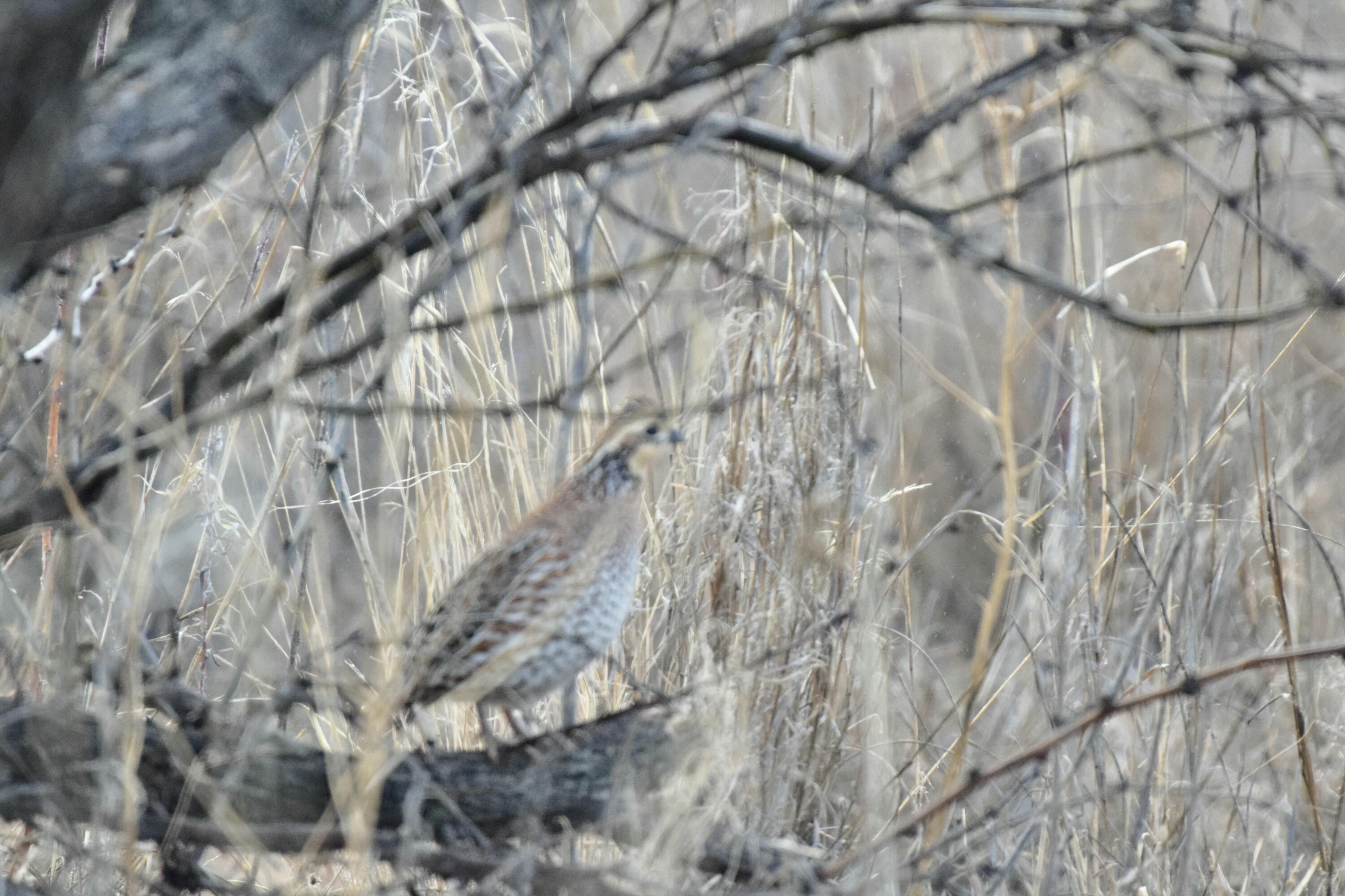 0 Us-70 Flomot, TX 79234 - Photo 42 of 42 a picture of tree