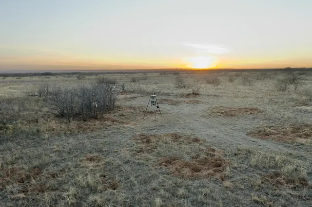 a view of a dry yard with trees in the background