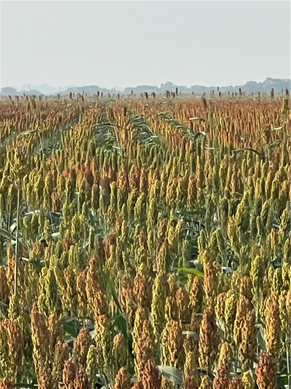 0 Fm-2044 Alice, TX 78332 - Photo 19 of 21