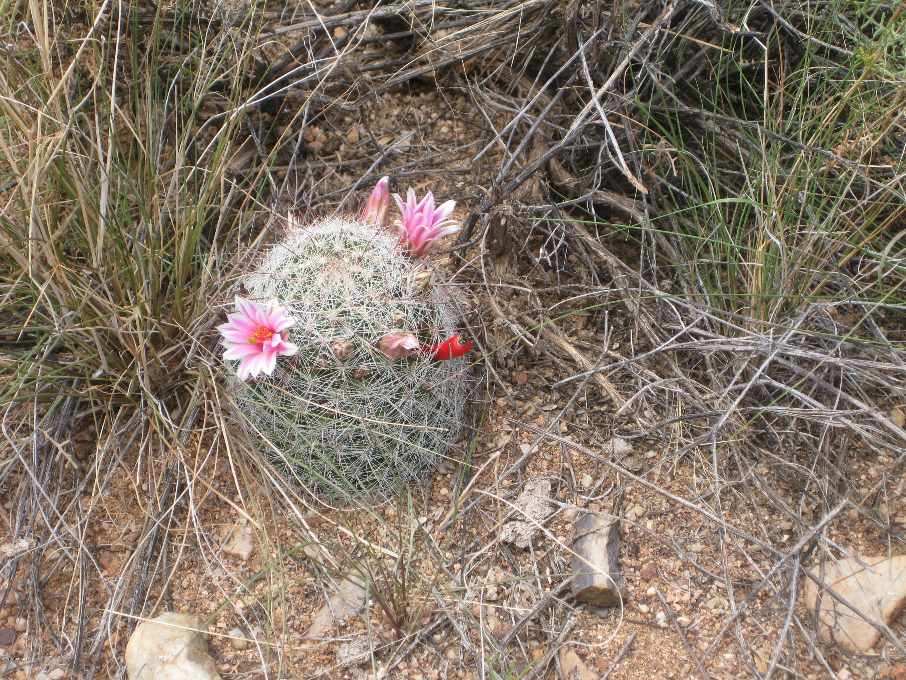 Hugget Road Oracle, AZ 85623 - Photo 5 of 9