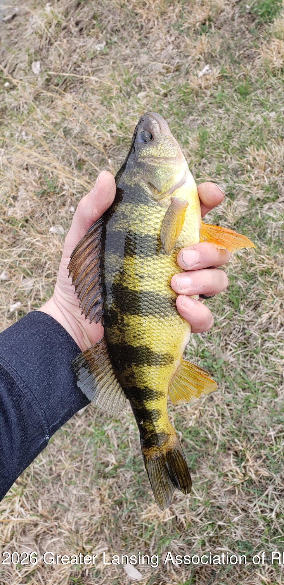 2426 East Colony Road St. Johns, MI 48879 - Photo 30 of 45 Fish from pond